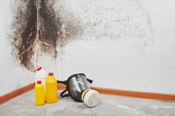 Best Basement Mold Remediation in Mianna, AR