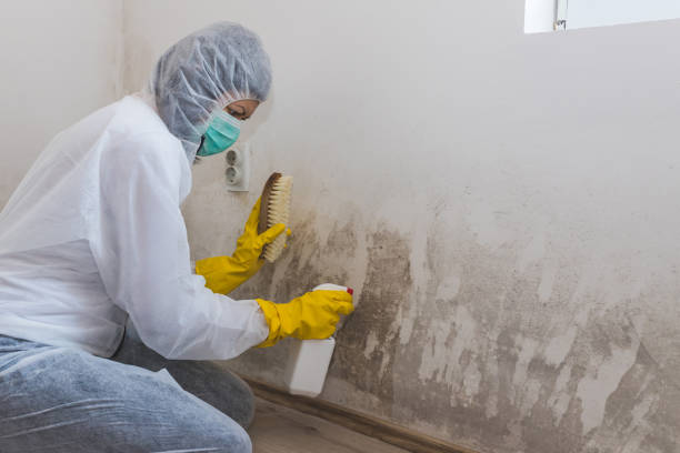 Best HVAC Mold Remediation in Mianna, AR