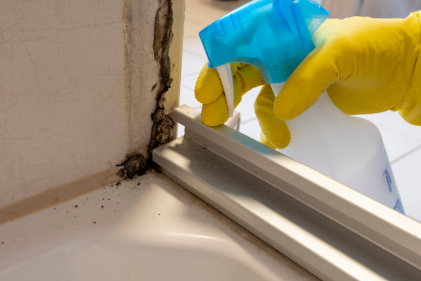 Best Post-Flood Mold Remediation in Mianna, AR