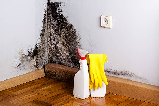 Best Insurance-Related Mold Remediation in Mianna, AR